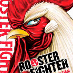 Rooster Fighter 01